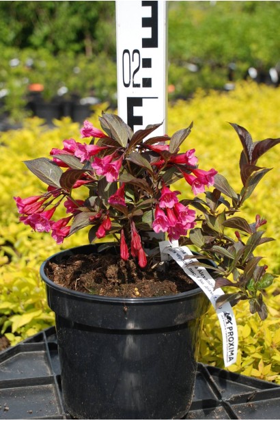 Вейгела квітуча Олександра - 0,5-3л/вис.15-20см/Ø10-15см